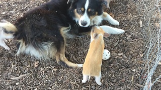 Farm dog plays with cute little piglets