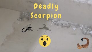 Lost Big Grey Scorpion Found In My Home😱😲😱