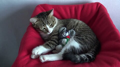 Sweet Little Cat Loves His Plush Toy