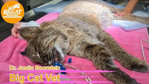 Join Dr. Boorstein as vaccinates Cyrus Caracal & examines Frankie bobcat @ Big Cat Rescue 08 16 2023