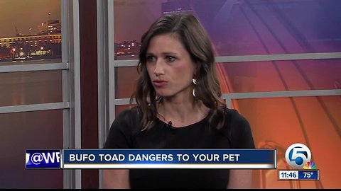 Bufo toads pose dangers to pets