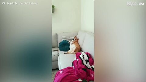 Corgi folgado relaxa no sofá de forma hilária