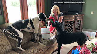 Great Danes Enjoy Opening Happy 3rd Birthday Gifts