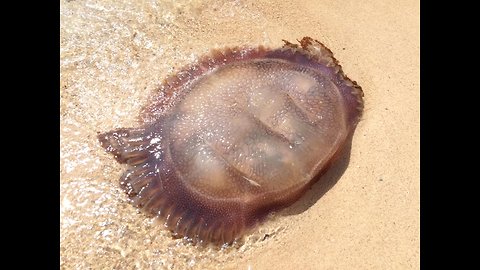 Rare Sea Creature Spotted (by Jepoy Lakwatsero)