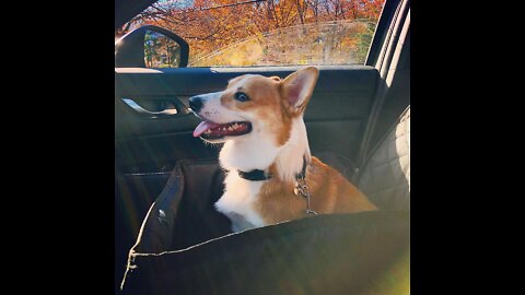 Corgis riding on car to go out