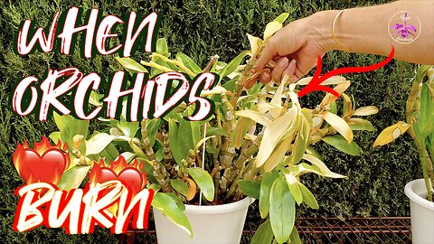 How to Handle Sunburned Orchids: Damage Control | Treatment | Care | Recovery Tips #ninjaorchids