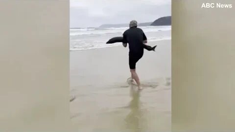 'Hero' surfer picks up a beached shark and carries it back to water