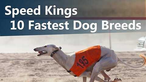 Discover the Speed Kings: World's Fastest Dog Breeds