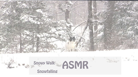 Border Collie & Snow Walk ASMR