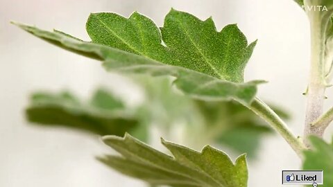 Leaf 🍀 lifting in Slow Motion