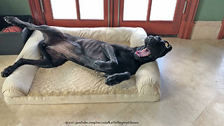 Yawning Great Dane Loves to Sleep on her Back