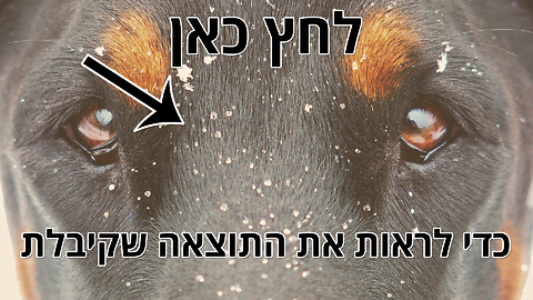 איזה סוג של כלב מתאים לאישיות שלך? צ'יוואווה