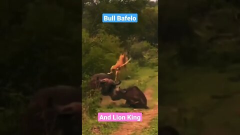 lion vs buffalo||funny animals||American bulls||Bulls fighting||#Monkey#pitbull#Animals#GigoX
