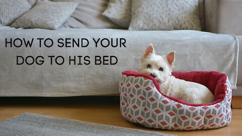 Dog Training: How to teach your dog to go to their bed on command