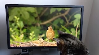 Kitty attempts to hunt birds on TV screen