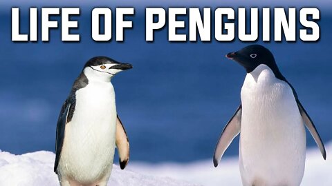 LIFE OF PENGUINS | PENGUINS | PENGUINS SURVIVE ON ANTARCTICA | ANIMALS | NATURE