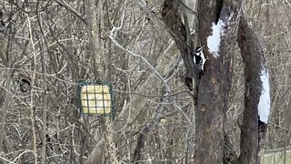 Hairy Wood Pecker and Cardinals