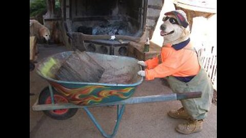 Dog helping owner push wheelbarrow