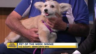 Pet of the week: Minnie is a super sweet 2-year-old Corgi mix who needs a forever home