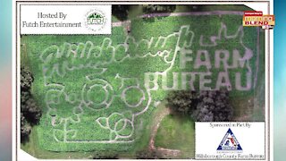 Fox Squirrel Corn Maze | Morning Blend