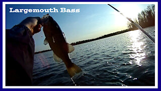 Catching Bass on Soft Plastic Lures