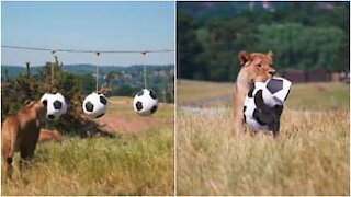 Anche i leoni giocano con le palle da calcio