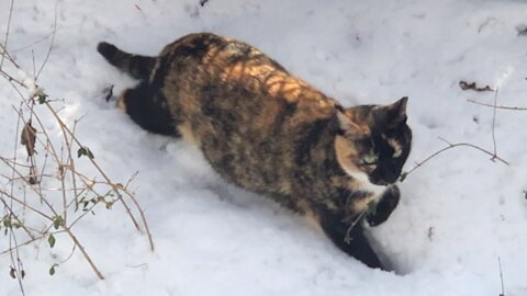 Straycat on snow