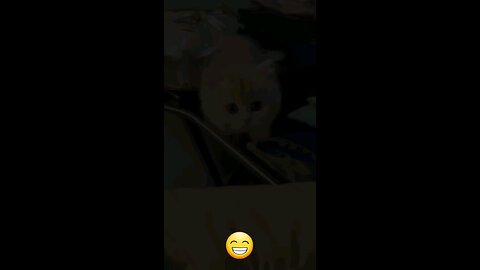 cats funny video