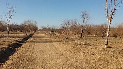 Winter landscape of bare trees.