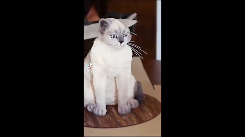 Omg So Cuts Cats Funny Videod