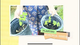 Swetha’s Garden Diaries | Episode 2 | Planting Moringa Seeds 🪴🌞