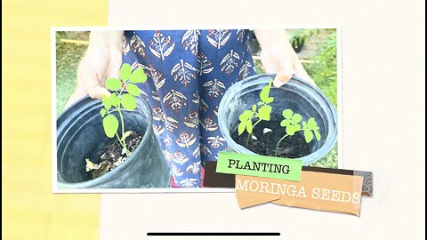 Swetha’s Garden Diaries | Episode 2 | Planting Moringa Seeds 🪴🌞