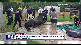 Horse rescued from pool in Palm Beach County later dies