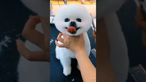 Cutest puppy dog's hair cutting