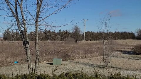 Norther Harrier Hawk at the Farm 🌳 🚜