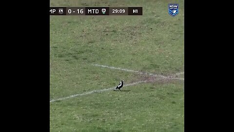 Magpie swoops on player