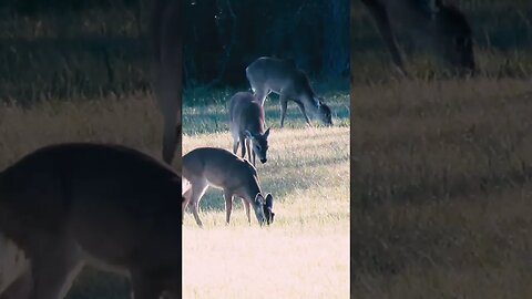 Deer in Georgia Field