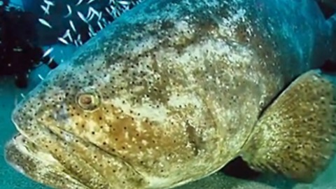 FWC to discuss possible Goliath grouper harvest