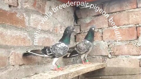 Mehru wala breedar pair pigeon beautiful