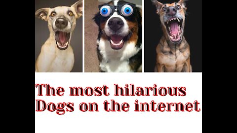 THE MOST FUNNY DOGS ON THE INTERNET