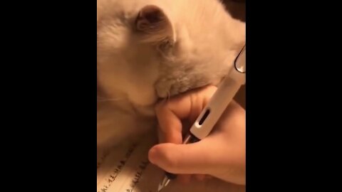 this kitty tries to study but he can't and finally gives up