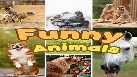 Funny animals😹