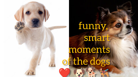#Funny Cute Puppies and Smart Dogs Compilation