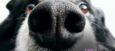 How to Treat Dry Nose on a Dog