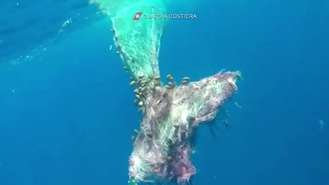 Italy's Coast Guard rescues sperm whale entangled in fishing net