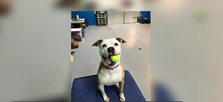 Pet of the Week January 12th