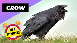Crow - In 1 Minute! ♥︎ One Of The Most Intelligent Animals In The World | 1 Minute Animals
