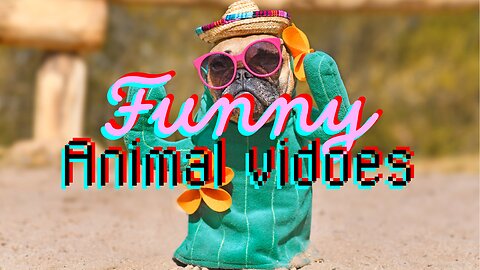 Funny animal videos