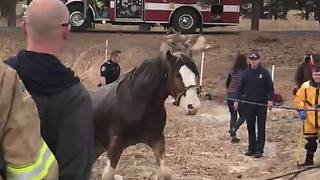Deputies Save Horse Stuck In Pond After Falling Through The Ice