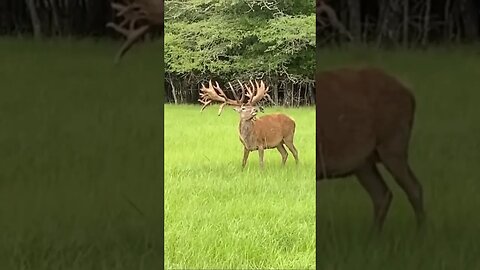 Red Stags are incredible